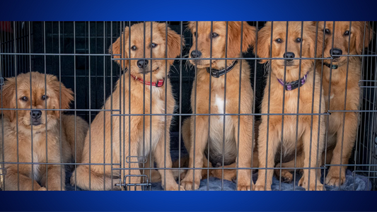 The Benefits of Adopting a Pet