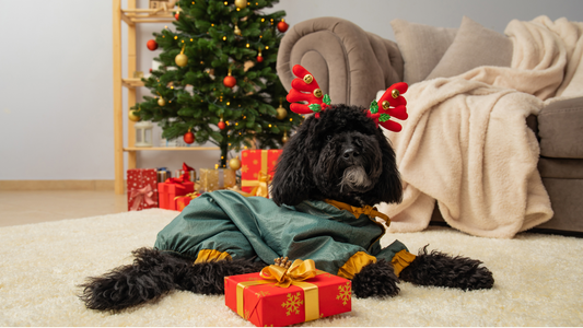 Gift Ideas for Pet Lovers: Thoughtful and Unique Presents for Pets and Their Owners
