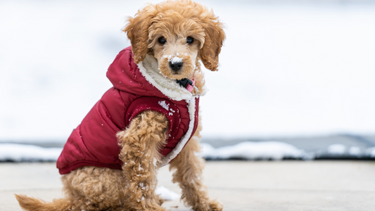 Winter Care for Pets: Essential Tips for Cold Weather