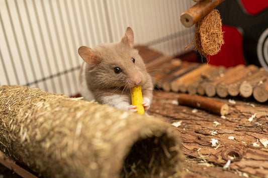 How to Set Up a Hamster Cage
