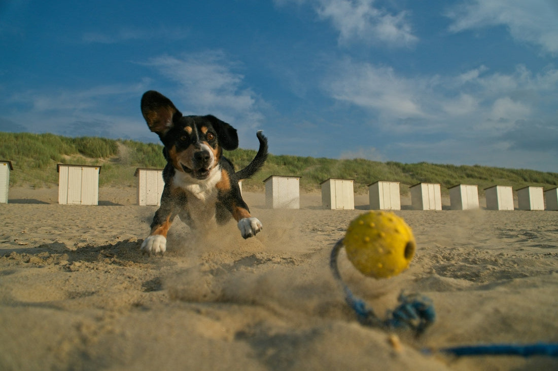 The Importance of Playtime for Pets