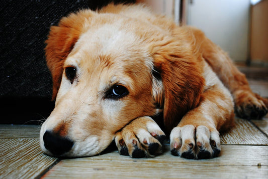 How to Help Your Dog Overcome Fear of Loud Noises