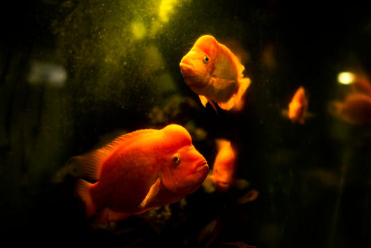 Aquarium Care 101: Keep Your Fish Tank Crystal Clear