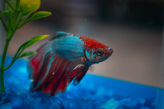 The Best Breeds of Fish for Small Tanks