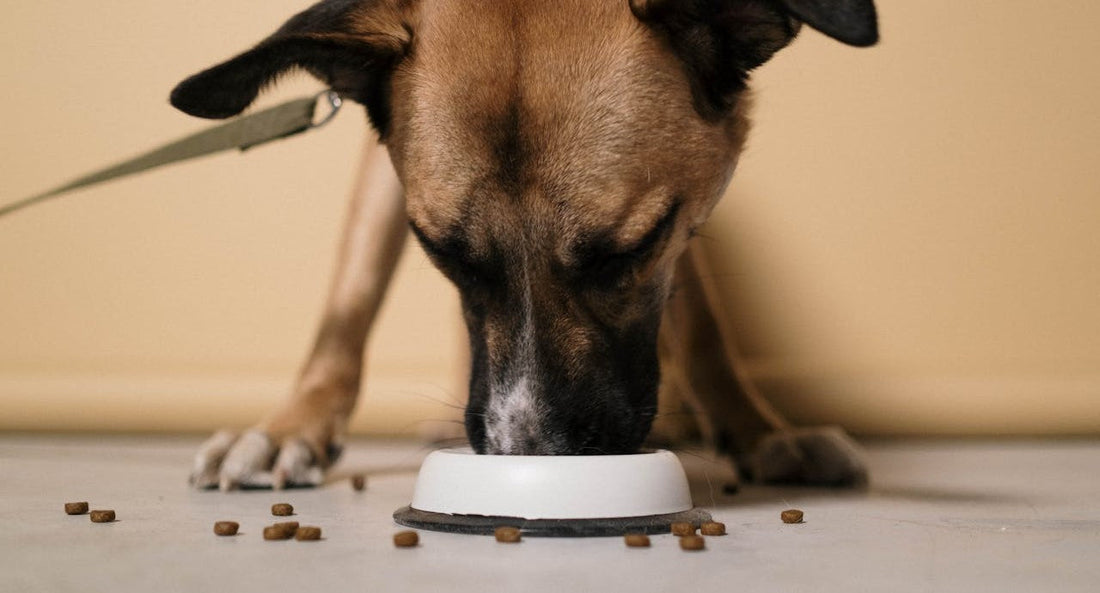 Understanding Pet Nutrition: What You Need to Know