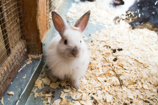 Essential Tips for Rabbit Care: Housing, Diet, and Play