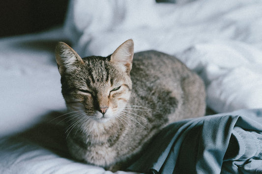 What to Know About Adopting a Senior Cat