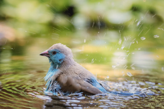 Tips for Bathing Birds