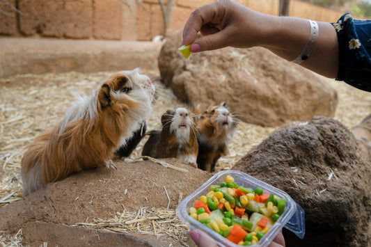 The Best Foods for Guinea Pigs