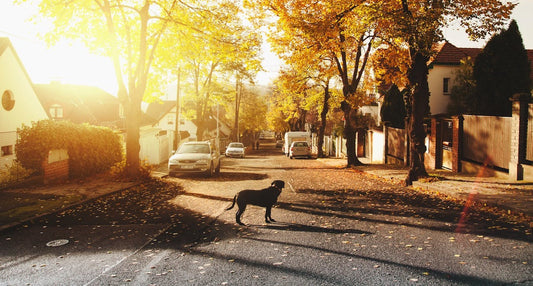 The Benefits of Microchipping Your Pet