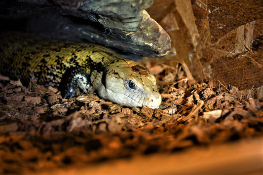 Signs Your Pet Reptile is Stressed