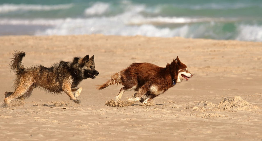 The Best Types of Toys for High-Energy Dogs