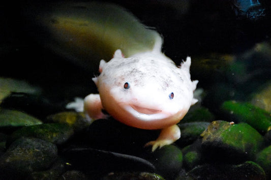 Keeping Exotic Fish: 5 Unique Species to Consider