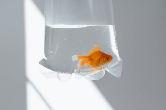 How to Safely Introduce Fish to a New Tank