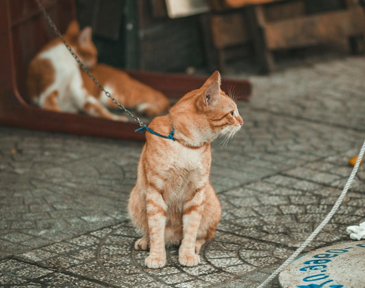 Training Your Cat to Walk on a Leash: Is It Possible?