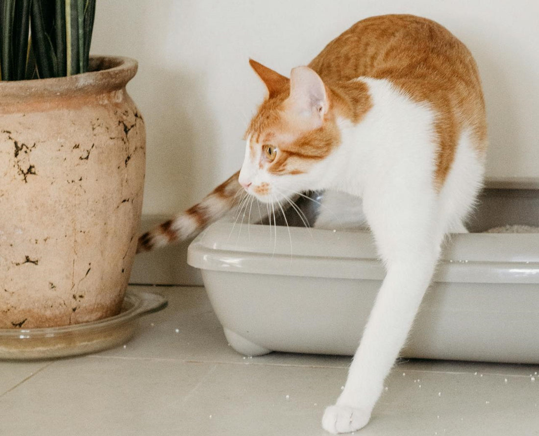 How to Choose the Right Cat Litter