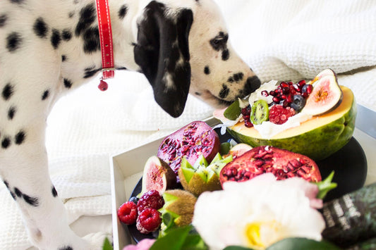 The Do’s and Don’ts of Homemade Dog Food