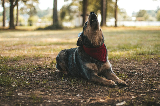 Why Do Dogs Bark?