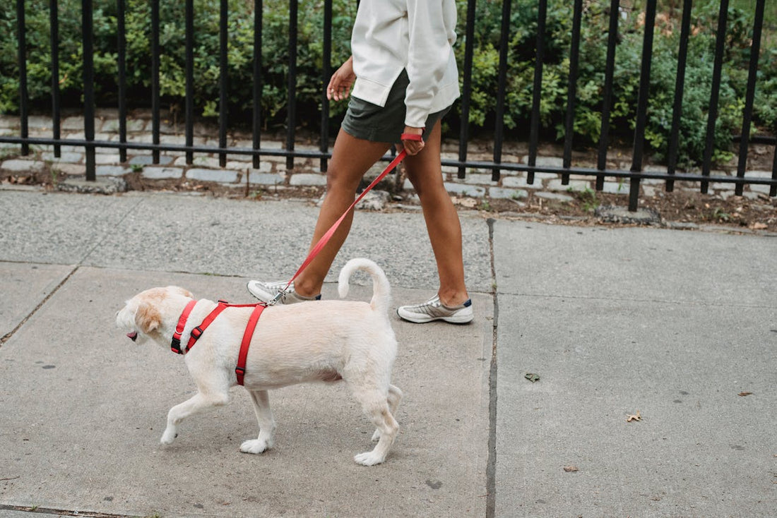 Choosing the Right Collar and Leash for Your Dog
