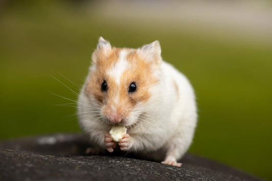 How to Keep Your Hamster Healthy and Happy