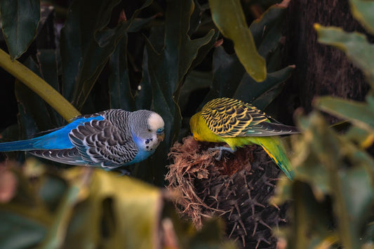 Creating a Safe, Cozy Nest for Your Pet Bird