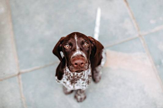 Effective Ways to Handle Pet Allergies at Home