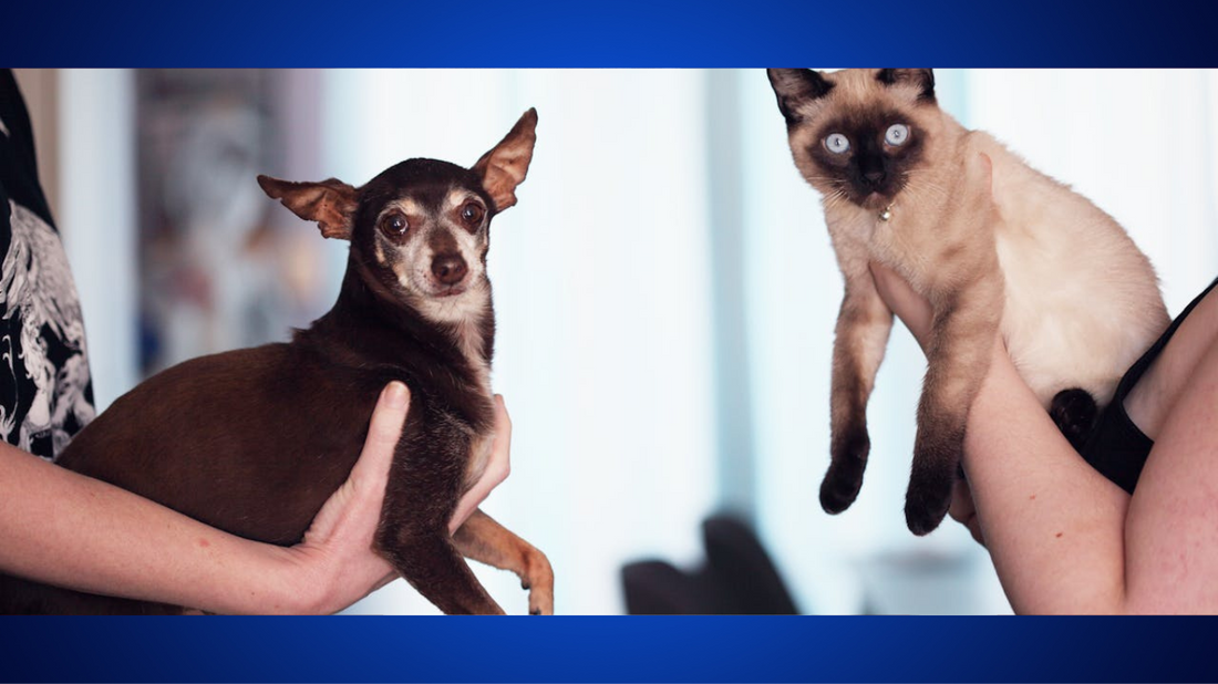 How to Introduce a New Pet to Your Home
