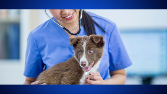 Understanding Common Health Issues in Pets