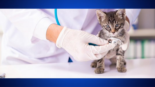 The Vitality of Regular Vet Check-ups for Your Beloved Pets