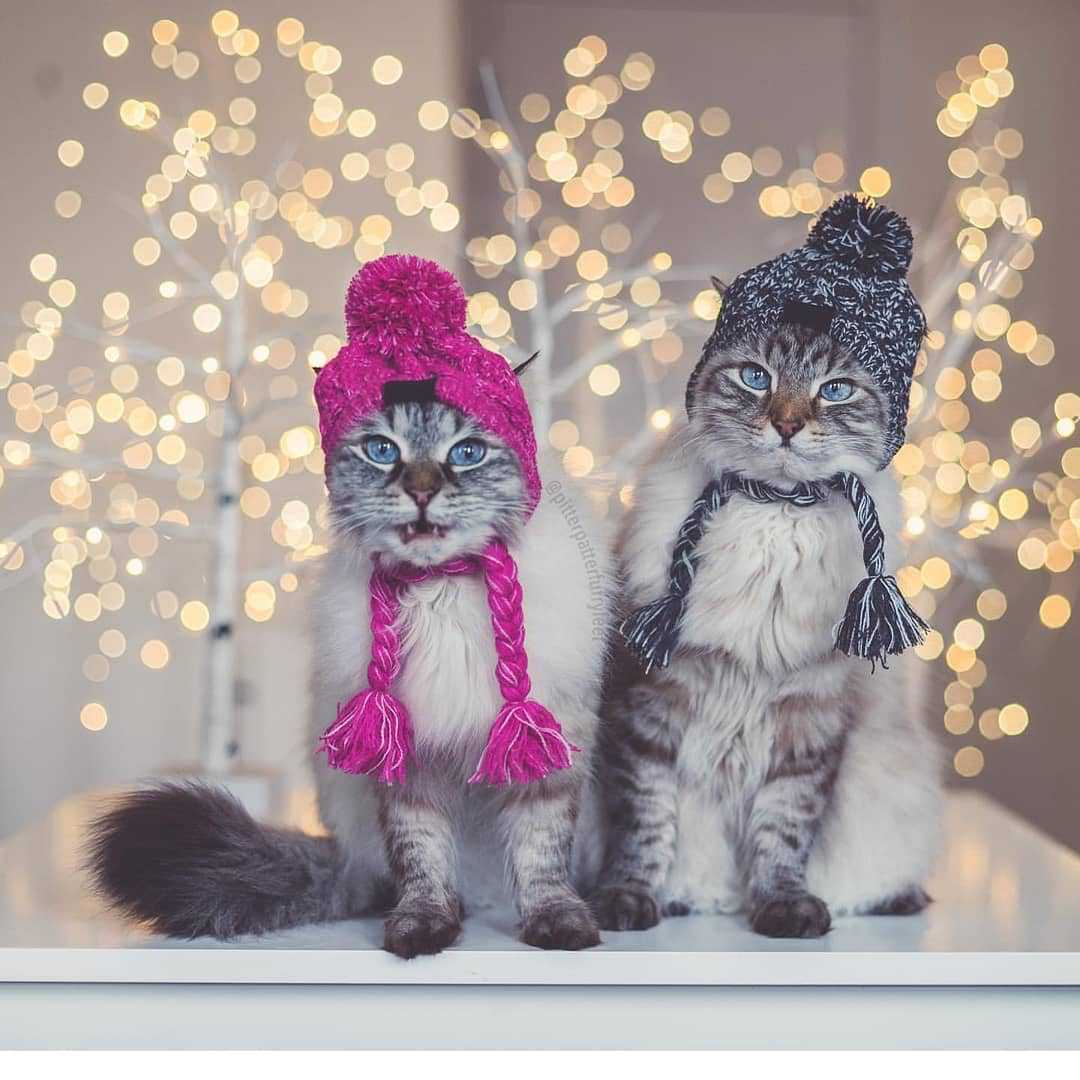 WinterPaws Weave Pet Hat