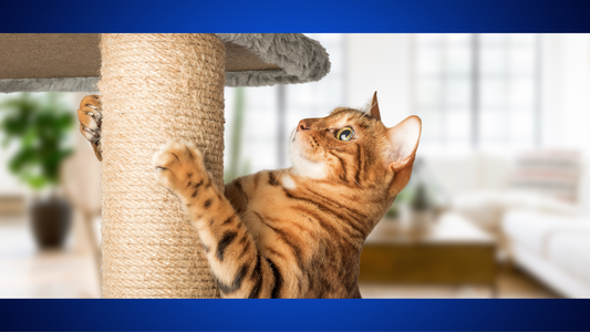 A Beginner's Guide to Training Your Cat