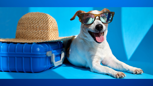 Holiday Pet Travel Tips: Ensuring Safe and Stress-Free Journeys for Your Furry Friends