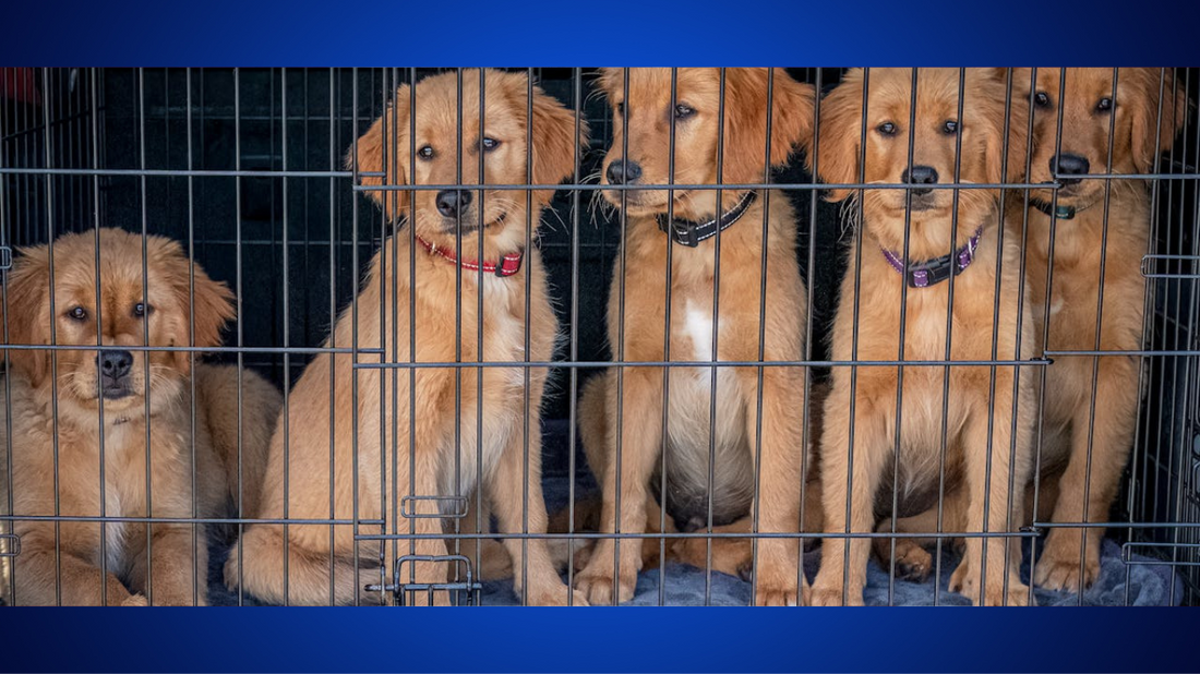 The Benefits of Adopting a Pet
