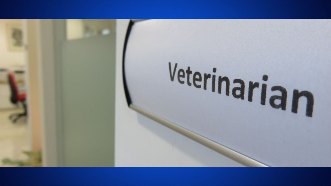 How to Find the Right Veterinarian for Your Pet