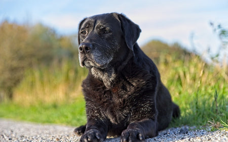 The Benefits of Adopting a Senior Pet