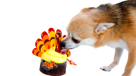 Holiday Safety Tips for Your Pets