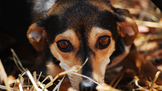 How to Manage Pet Anxiety During Holiday Parties
