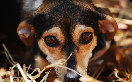 How to Manage Pet Anxiety During Holiday Parties