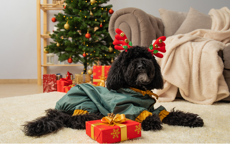 Gift Ideas for Pet Lovers: Thoughtful and Unique Presents for Pets and Their Owners