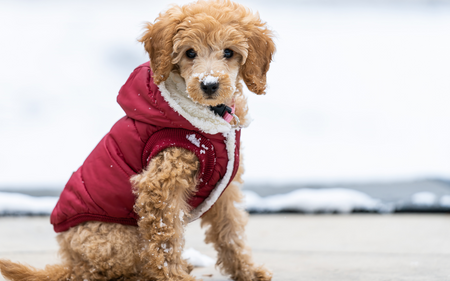 Winter Care for Pets: Essential Tips for Cold Weather