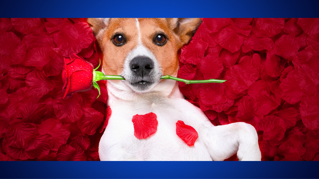 5 Heartwarming Ways to Celebrate Valentine’s Day with Your Pet ❤️🐾