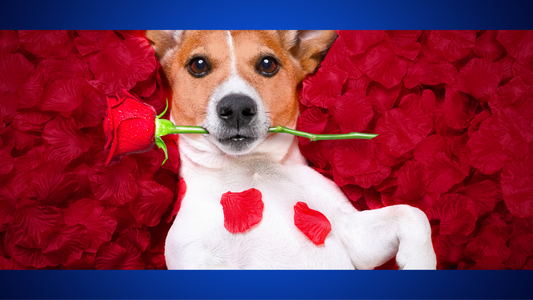 5 Heartwarming Ways to Celebrate Valentine’s Day with Your Pet ❤️🐾