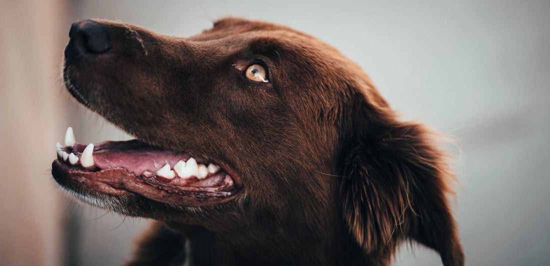 Pet Dental Care