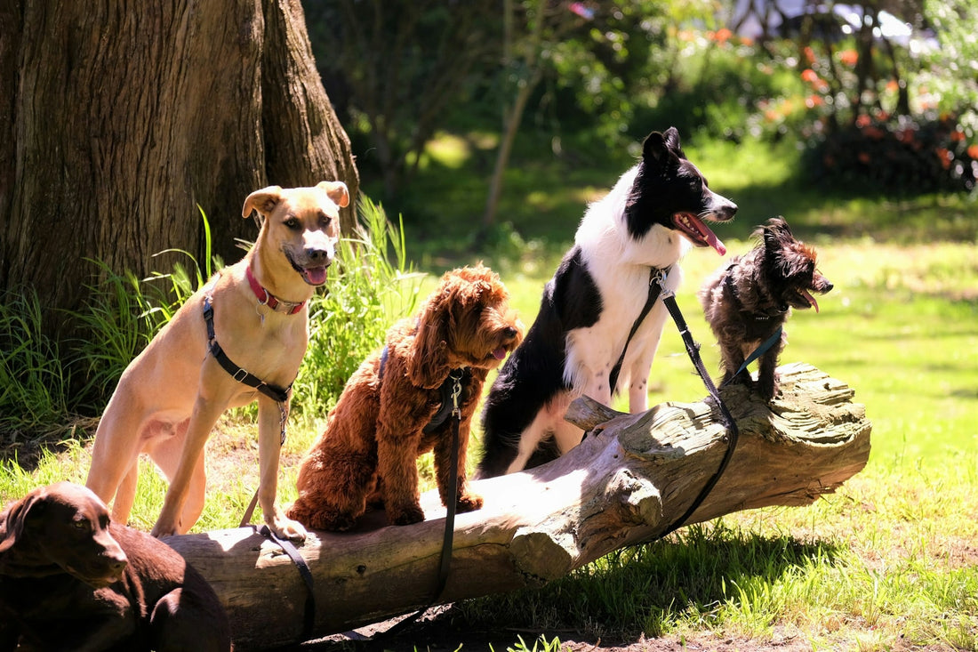 Top 10 Dog Breeds for First-Time Owners