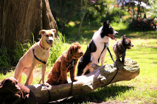 Top 10 Dog Breeds for First-Time Owners