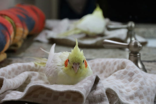 Best Practices for Bird Care