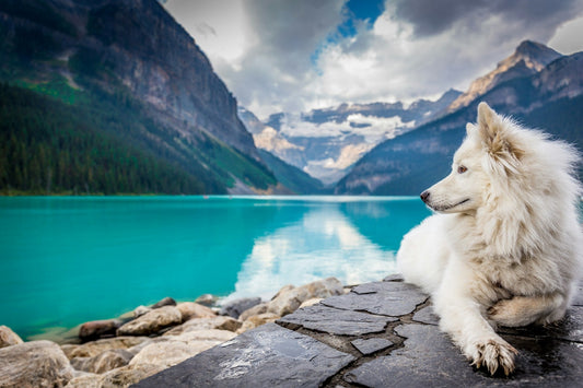 Pet-Friendly Travel Tips: For a Smooth Journey