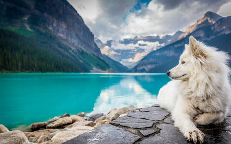 Pet-Friendly Travel Tips: For a Smooth Journey