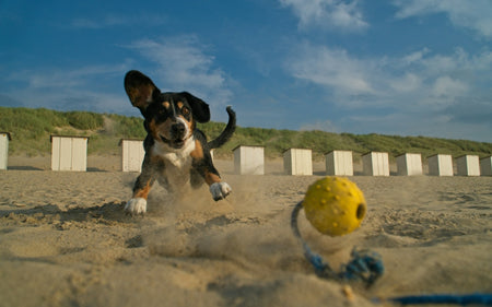 The Importance of Playtime for Pets