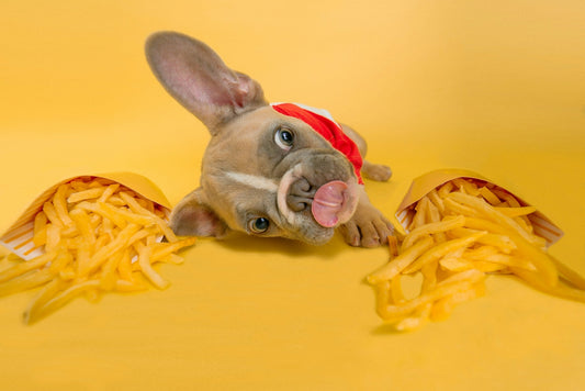 How to Transition Your Pet to a New Diet
